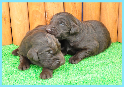 フラットコーテッドレトリバー　レバー　オス　子犬販売の専門店　AngelWan　横浜