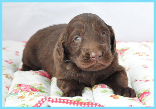 フラットコーテッドレトリバー　レバー　オス　子犬販売の専門店　AngelWan　横浜