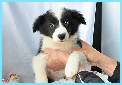 ボーダーコリー　オス　子犬販売の専門店　AngelWan　横浜