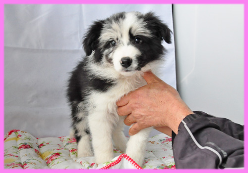 ボーダーコリー メス 子犬販売の専門店 AngelWan 横浜