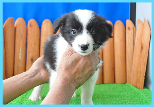 ボーダーコリー　ブラック＆ホワイト　オス　子犬販売の専門店　AngelWan　横浜