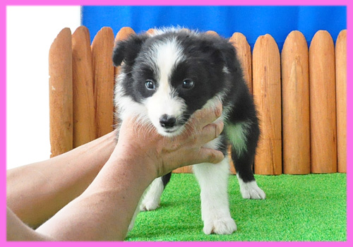 ボーダーコリー　ブラック＆ホワイト　メス　子犬販売の専門店　AngelWan　横浜