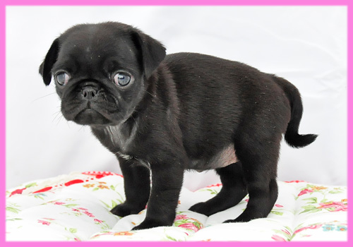 パグ　ブラック　メス　子犬販売の専門店　AngelWan　横浜