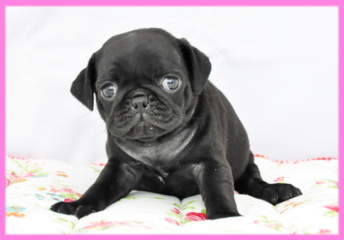 パグ　ブラック　メス　子犬販売の専門店　AngelWan　横浜
