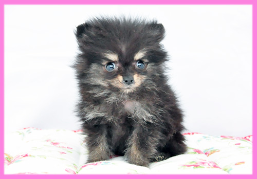 ポメラニアン ブラック&タン メス 子犬販売の専門店 AngelWan 横浜