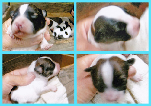 パピヨン レッド&ホワイト オス 子犬販売の専門店 AngelWan 横浜