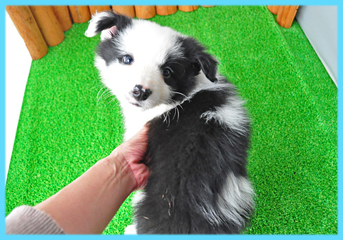 ボーダーコリー　ブラック＆ホワイト　オス　子犬販売の専門店　AngelWan　横浜