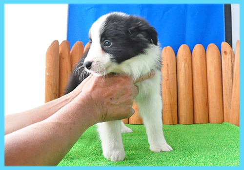 ボーダーコリー　ブラック＆ホワイト　オス　子犬販売の専門店　AngelWan　横浜