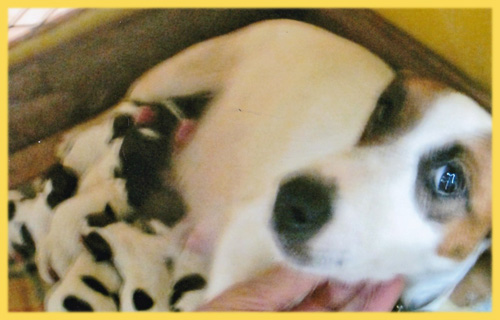 ジャックラッセルテリア　オス　メス　子犬販売の専門店　AngelWan　横浜