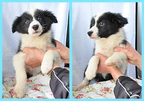 ボーダーコリー　オス　子犬販売の専門店　AngelWan　横浜