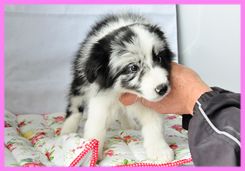 ボーダーコリー メス 子犬販売の専門店 AngelWan 横浜