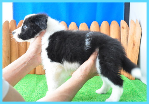 ボーダーコリー　ブラック＆ホワイト　オス　子犬販売の専門店　AngelWan　横浜