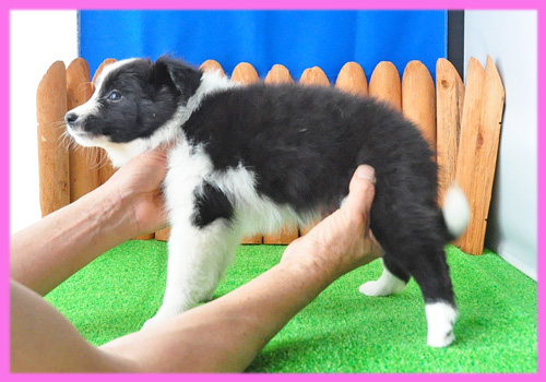 ボーダーコリー　ブラック＆ホワイト　メス　子犬販売の専門店　AngelWan　横浜