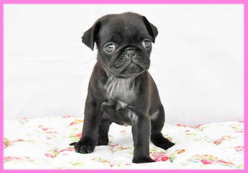 パグ　ブラック　メス　子犬販売の専門店　AngelWan　横浜