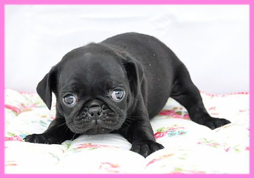 パグ　ブラック　メス　子犬販売の専門店　AngelWan　横浜