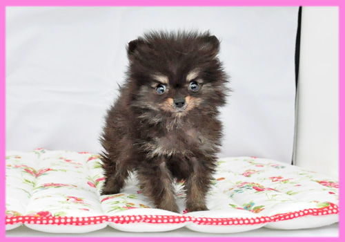 ポメラニアン ブラック&タン メス 子犬販売の専門店 AngelWan 横浜