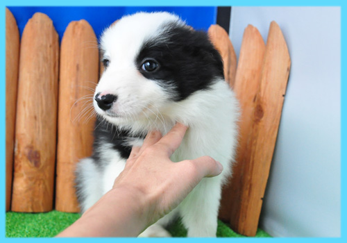 ボーダーコリー　ブラック＆ホワイト　オス　子犬販売の専門店　AngelWan　横浜