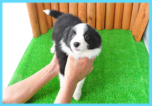 ボーダーコリー　ブラック＆ホワイト　オス　子犬販売の専門店　AngelWan　横浜