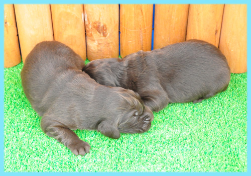 フラットコーテッドレトリバー　レバー　オス　子犬販売の専門店　AngelWan　横浜