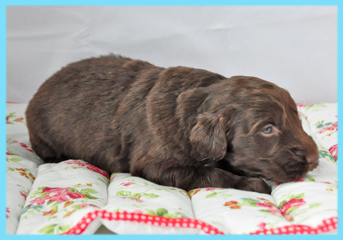 フラットコーテッドレトリバー　レバー　オス　子犬販売の専門店　AngelWan　横浜