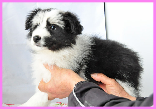 ボーダーコリー ブルーマール メス 子犬販売の専門店 AngelWan 横浜