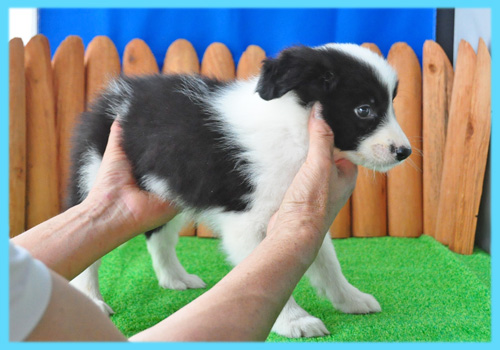 ボーダーコリー　ブラック＆ホワイト　オス　子犬販売の専門店　AngelWan　横浜