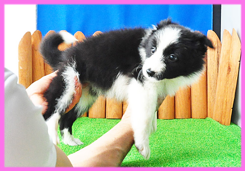 ボーダーコリー　ブラック＆ホワイト　メス　子犬販売の専門店　AngelWan　横浜