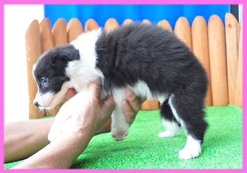 ボーダーコリー　ブラック＆ホワイト　メス　子犬販売の専門店　AngelWan　横浜