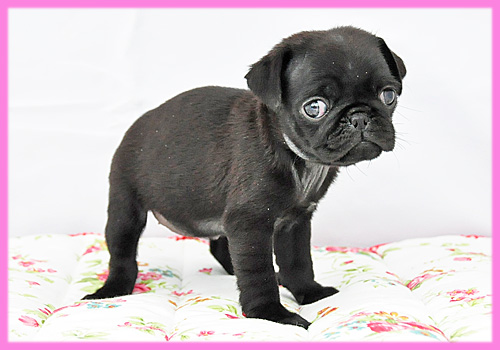 パグ　ブラック　メス　子犬販売の専門店　AngelWan　横浜