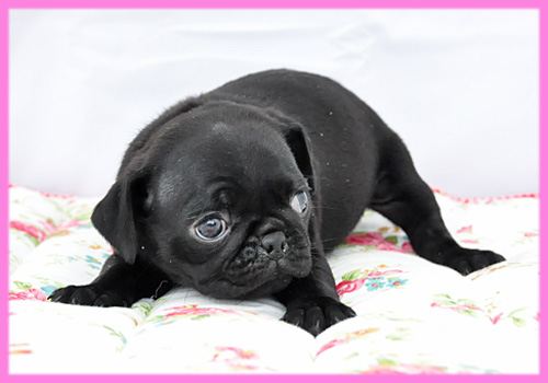 パグ　ブラック　メス　子犬販売の専門店　AngelWan　横浜