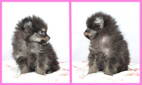 ポメラニアン ブラック&タン メス 子犬販売の専門店 AngelWan 横浜