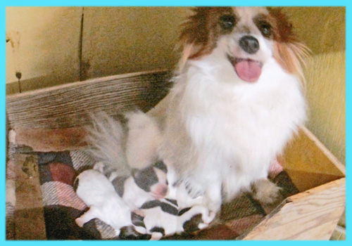 パピヨン レッド&ホワイト オス 子犬販売の専門店 AngelWan 横浜