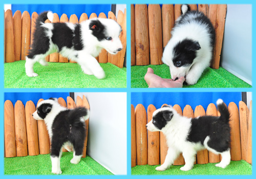 ボーダーコリー　ブラック＆ホワイト　オス　子犬販売の専門店　AngelWan　横浜