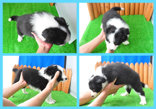 ボーダーコリー　ブラック＆ホワイト　オス　子犬販売の専門店　AngelWan　横浜