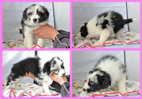 ボーダーコリー ブルーマール メス 子犬販売の専門店 AngelWan 横浜