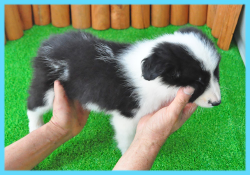 ボーダーコリー　ブラック＆ホワイト　オス　子犬販売の専門店　AngelWan　横浜