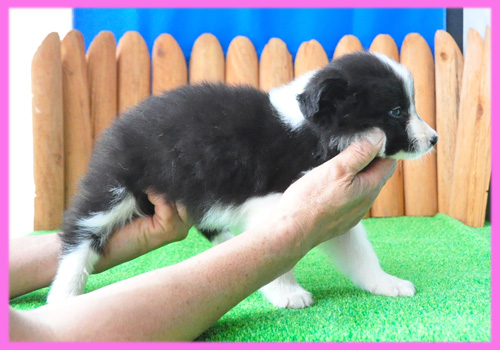 ボーダーコリー　ブラック＆ホワイト　メス　子犬販売の専門店　AngelWan　横浜