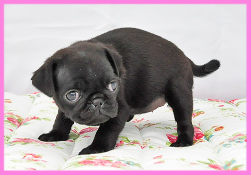 パグ　ブラック　メス　子犬販売の専門店　AngelWan　横浜