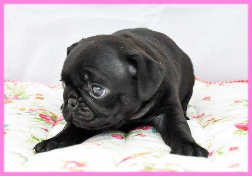 パグ　ブラック　メス　子犬販売の専門店　AngelWan　横浜