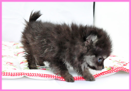 ポメラニアン ブラック&タン メス 子犬販売の専門店 AngelWan 横浜