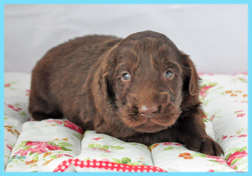フラットコーテッドレトリバー　レバー　オス　子犬販売の専門店　AngelWan　横浜