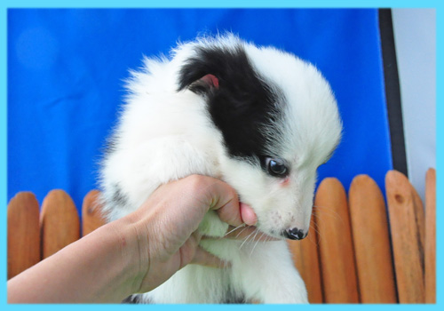 ボーダーコリー　ブラック＆ホワイト　オス　子犬販売の専門店　AngelWan　横浜