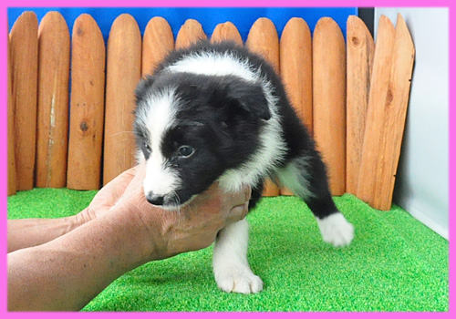 ボーダーコリー　ブラック＆ホワイト　メス　子犬販売の専門店　AngelWan　横浜