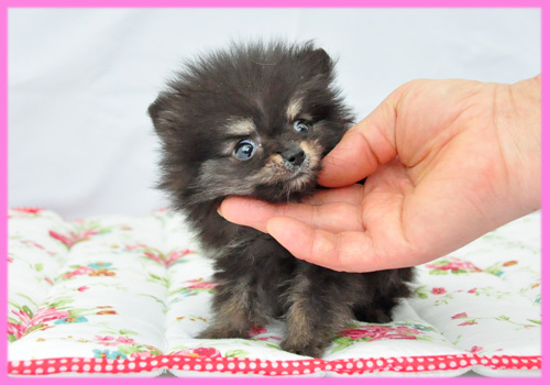 ポメラニアン ブラック&タン メス 子犬販売の専門店 AngelWan 横浜