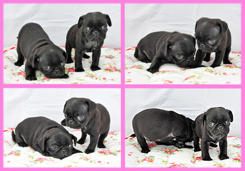 パグ　ブラック　メス　子犬販売の専門店　AngelWan　横浜