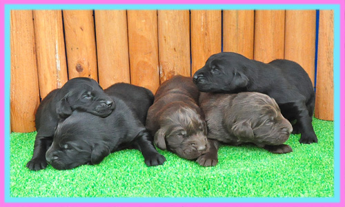 フラットコーテッドレトリバー　子犬販売の専門店　AngelWan　横浜