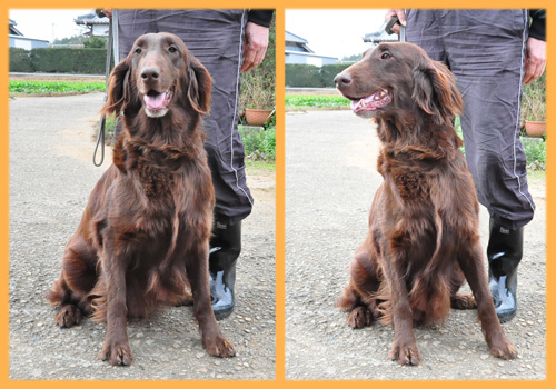 フラットコーテッドレトリバー　子犬販売の専門店　AngelWan　横浜