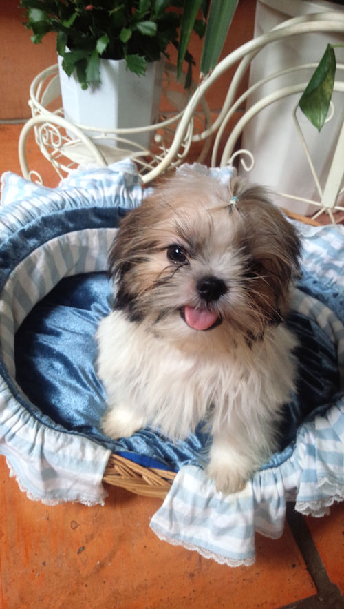 シーズー 写真 ペットショップ