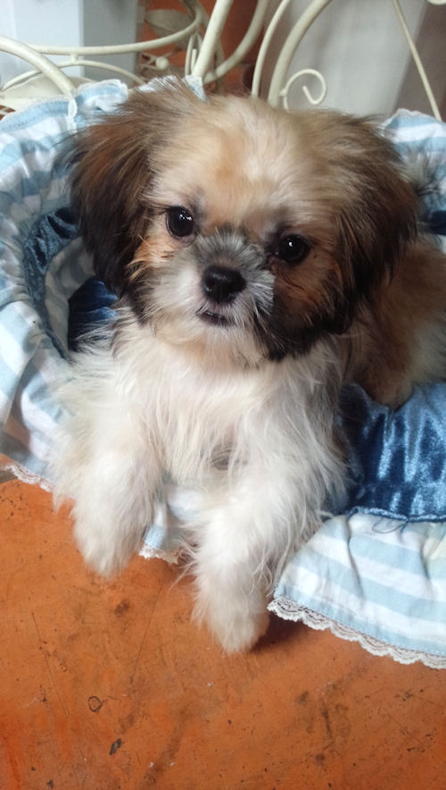 シーズー　ＹｏｕＴｕｂｅ　仔犬