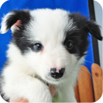 ボーダーコリー　ブラック＆ホワイト　オス　子犬販売の専門店　AngelWan　横浜